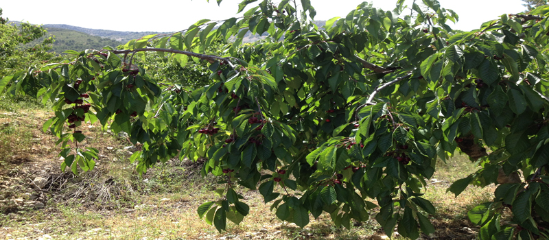 finca de cerezos el runar